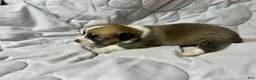 American Corgi dogs for sale: Sable male - Ad 1