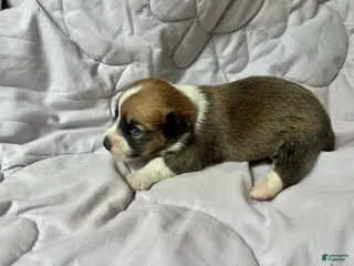 American Corgi dogs for sale: Sable male - Ad 3