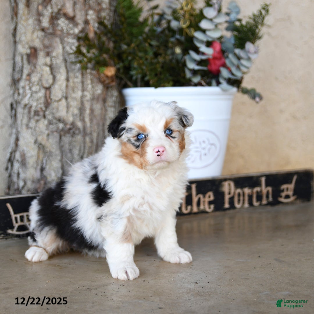 Australian Shepherd dogs for sale: Pippa - Ad 4