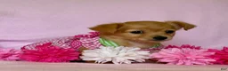 Chiweenie dogs for sale: Lil Red - Ad 5