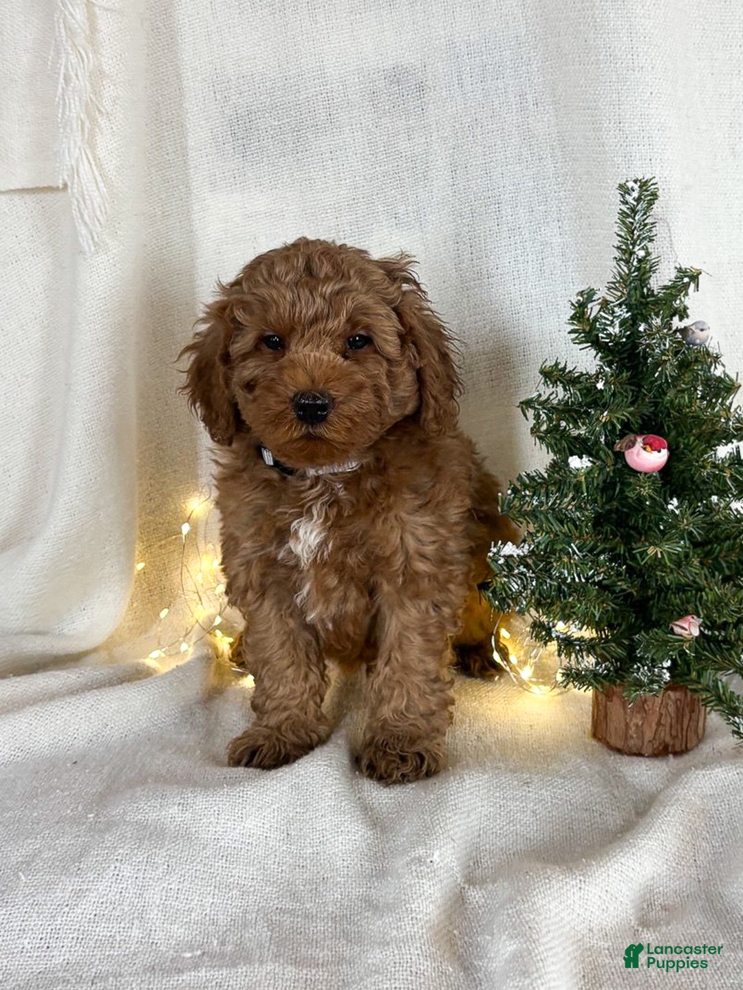 Goldendoodle dogs for sale: Milo - Ad 8