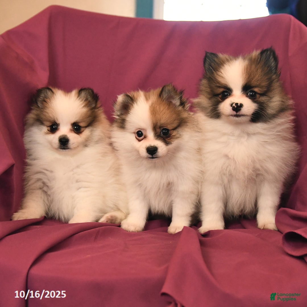 Pomeranian dogs for sale: George - Ad 9