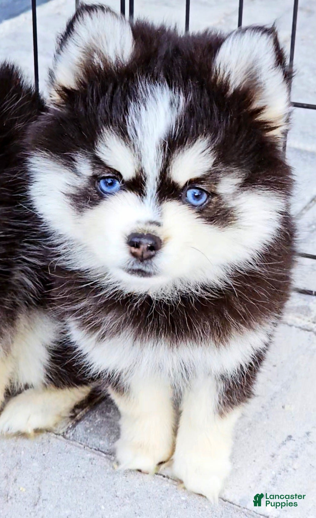 Pomsky dogs Sophia - Ad 5