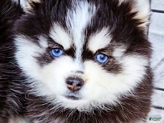 Pomsky dogs Sophia - Ad 6
