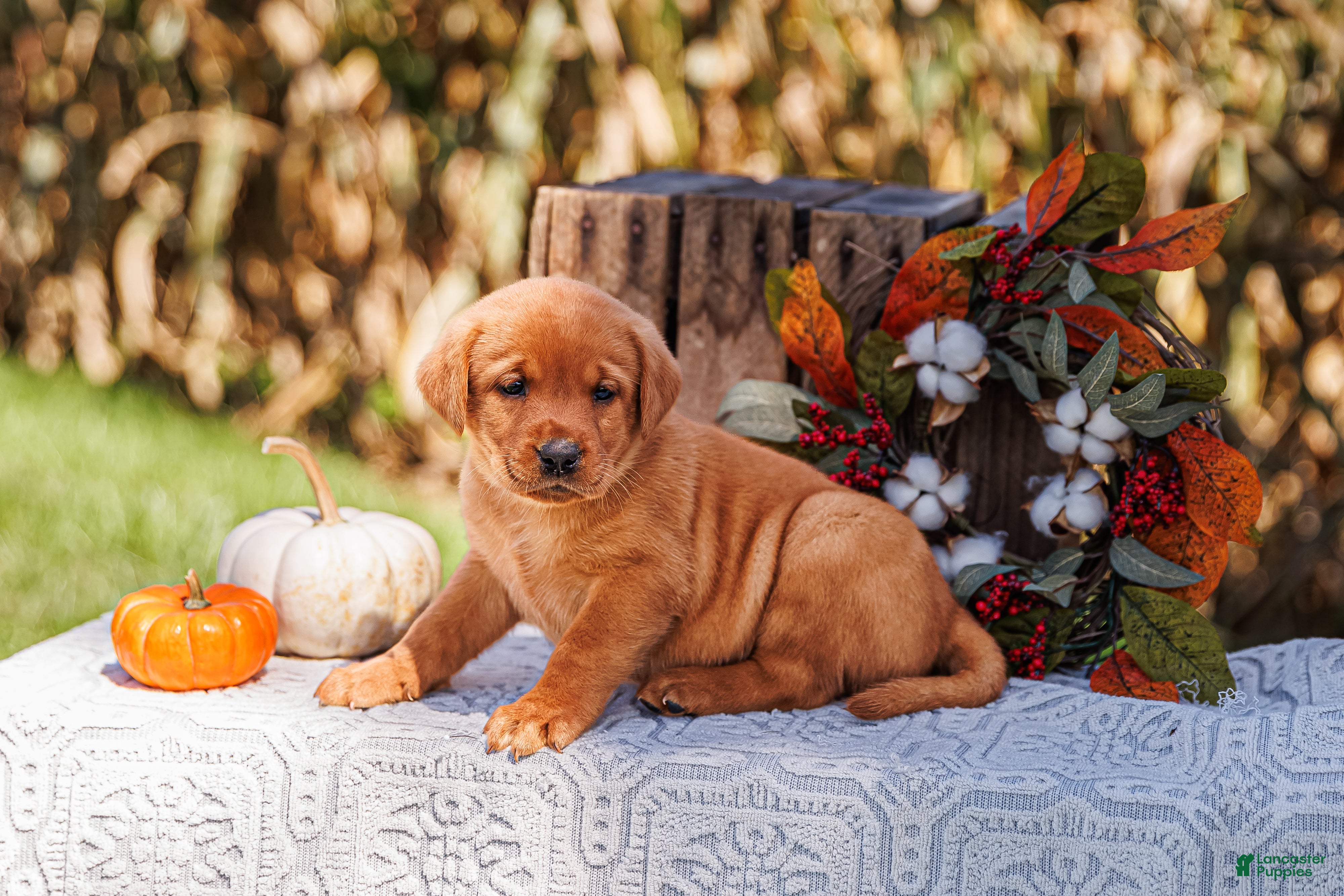 Labrador Retriever dogs for sale: Aspen, Labrador Retriever  - Ad 1
