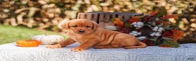Aspen, Labrador Retriever 