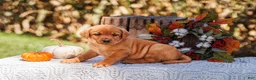 Labrador Retriever dogs for sale: Aspen, Labrador Retriever  - Ad 1