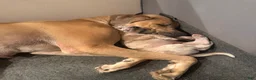 Great Dane dogs for sale: Great Dane 1 - Ad 7