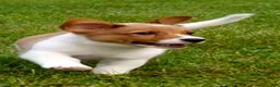 Mixed Breed dogs for sale: Orpheus - Ad 4