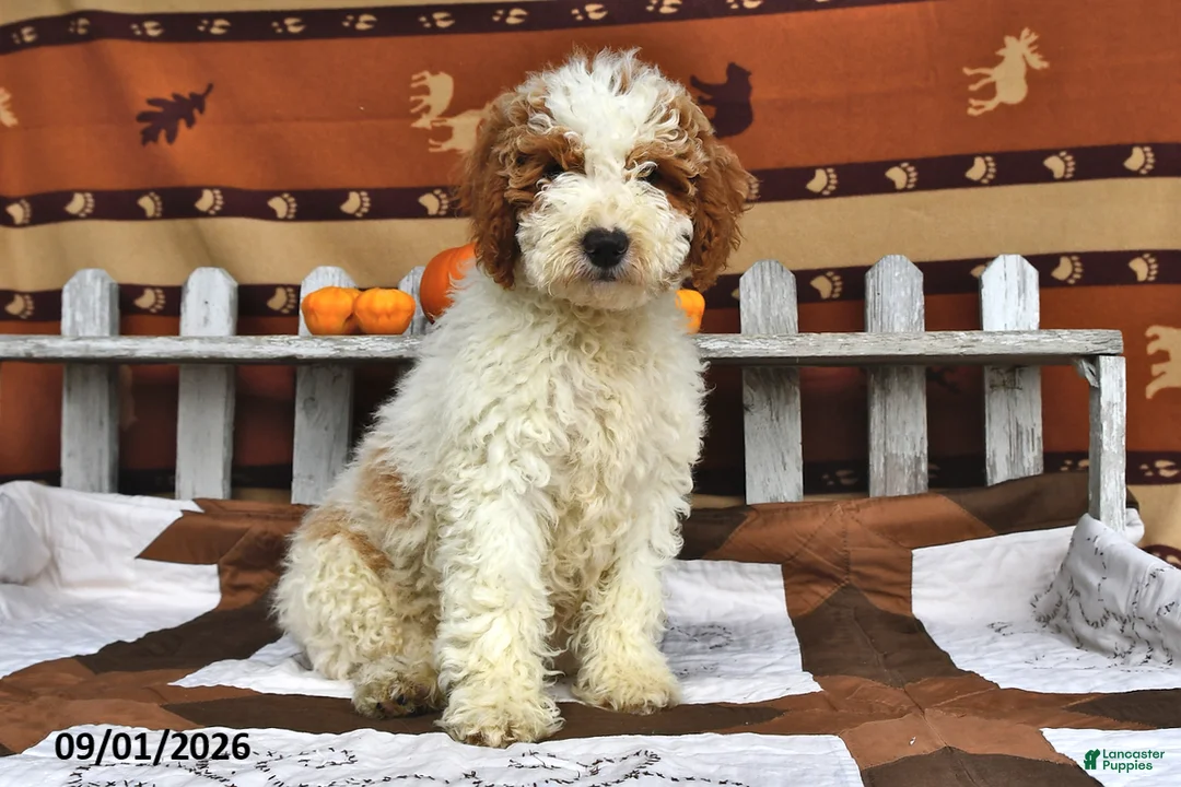 Goldendoodle dogs for sale: Drew - Ad 2