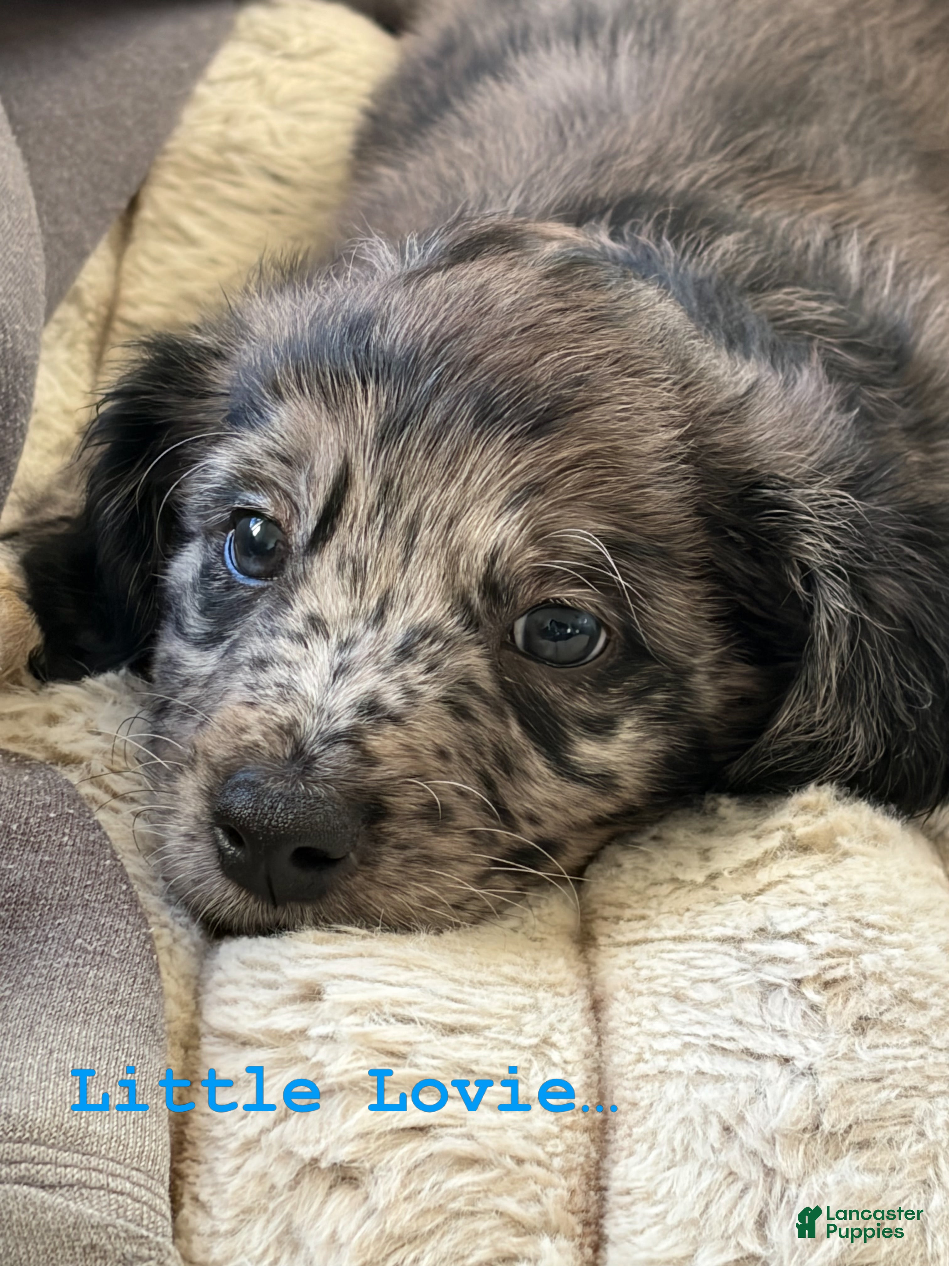 Aussiedoodle dogs Lovie - Ad 21