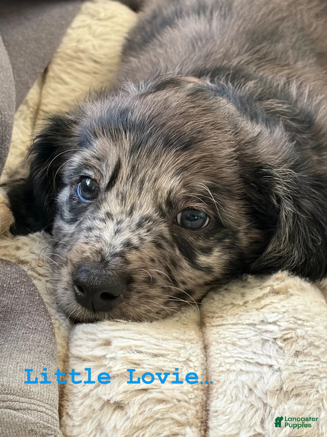 Aussiedoodle dogs for sale: Lovie - Ad 1