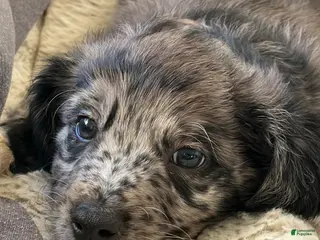 Aussiedoodle dogs Lovie - Ad 11