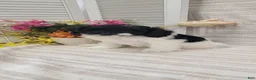 Cockapoo dogs for sale: Syria  - Ad 3