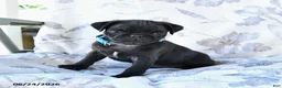 Pug dogs for sale: Matthew - Ad 4