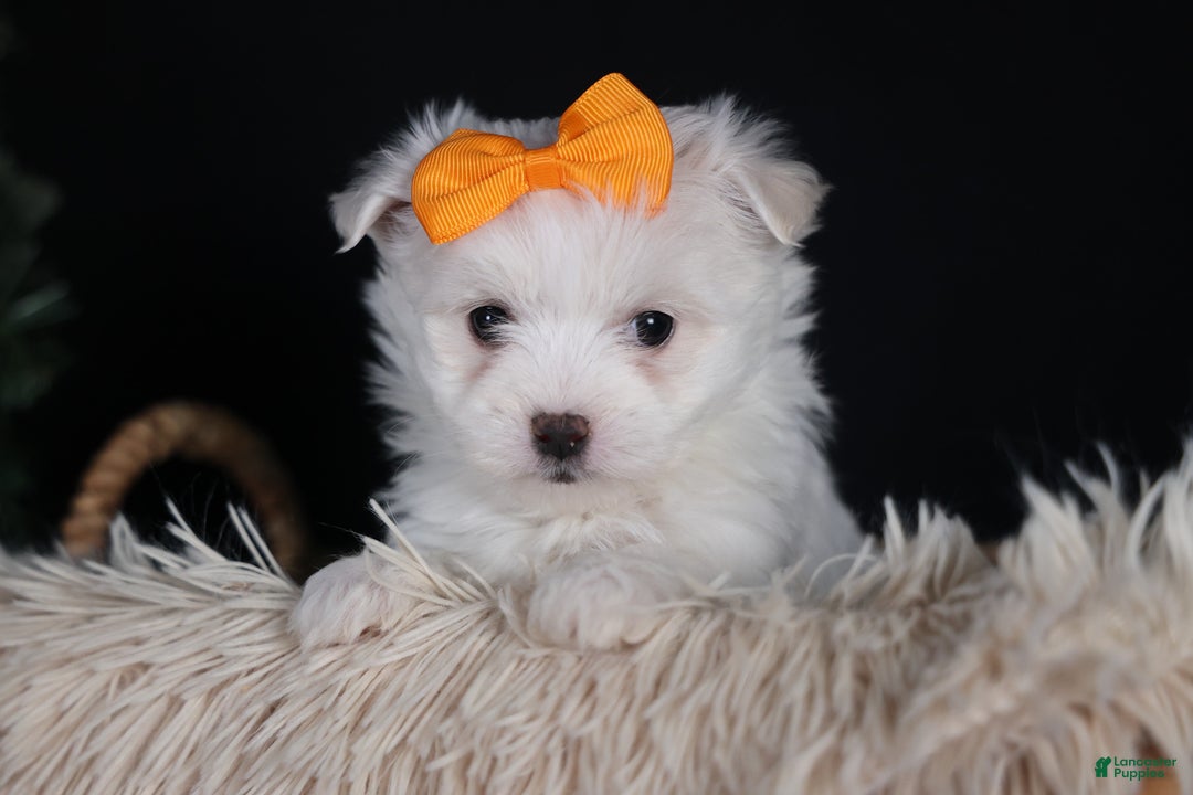 Maltese dogs for sale: APOLLO - Ad 8