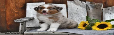 Ken 
