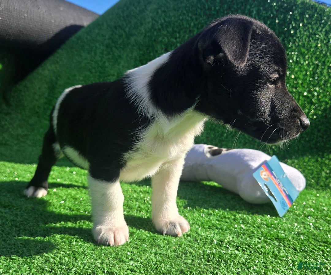Jack Russell Terrier dogs for sale: Jack Russell Terrier Puppy 1 - Ad 6