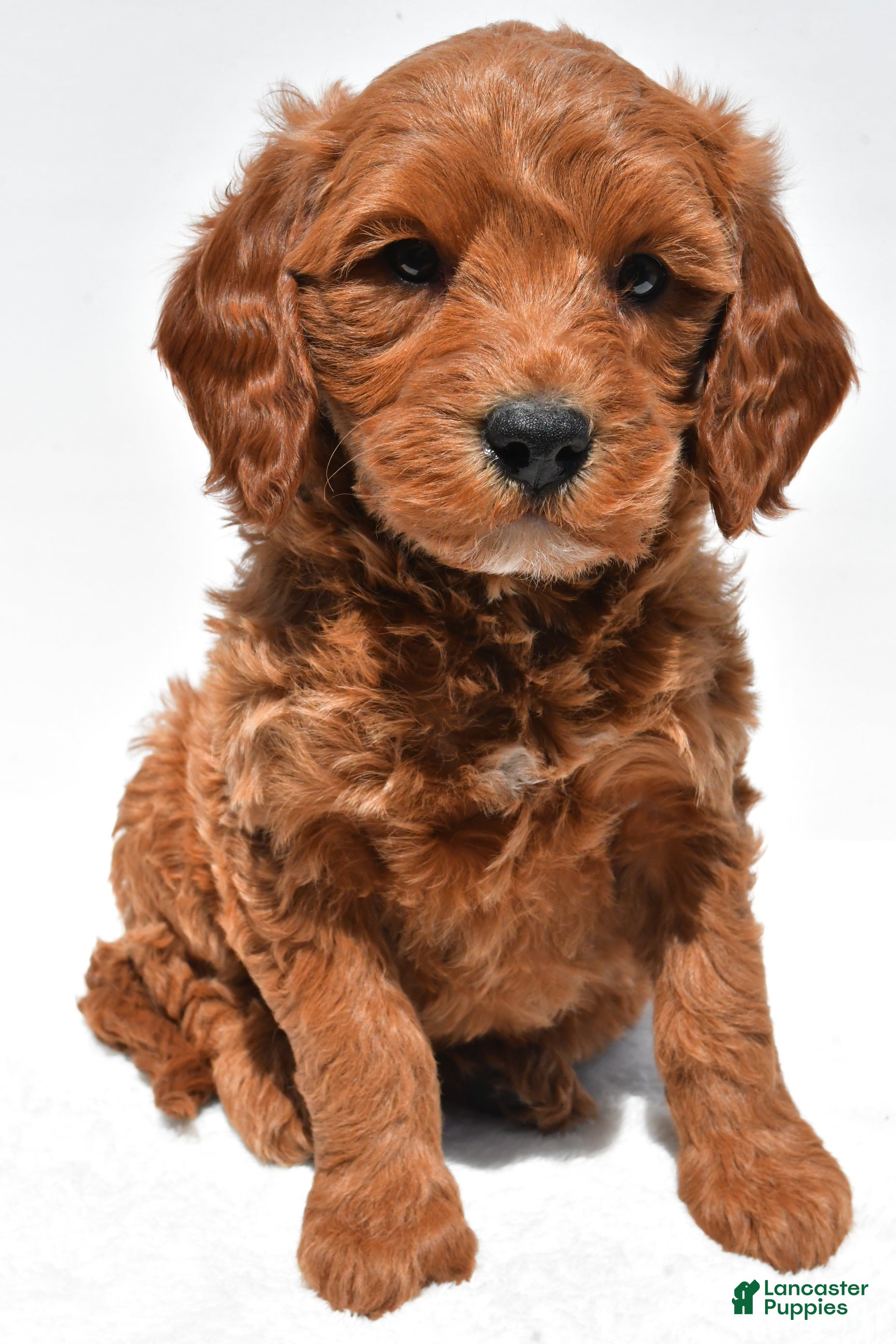 Mini Goldendoodle dogs Cole - Ad 2