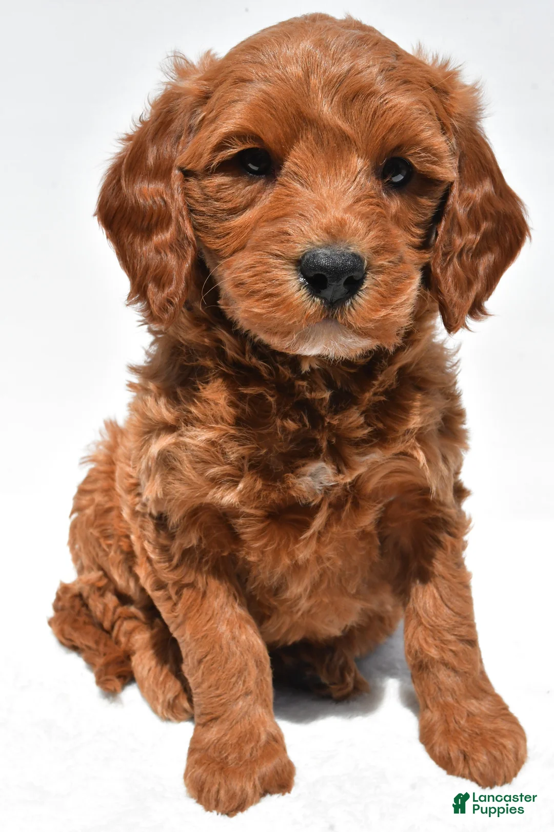 Mini Goldendoodle dogs for sale: Cole - Ad 2