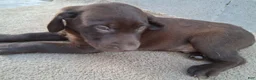 Labrador Retriever dogs for sale: Jessica - Ad 3