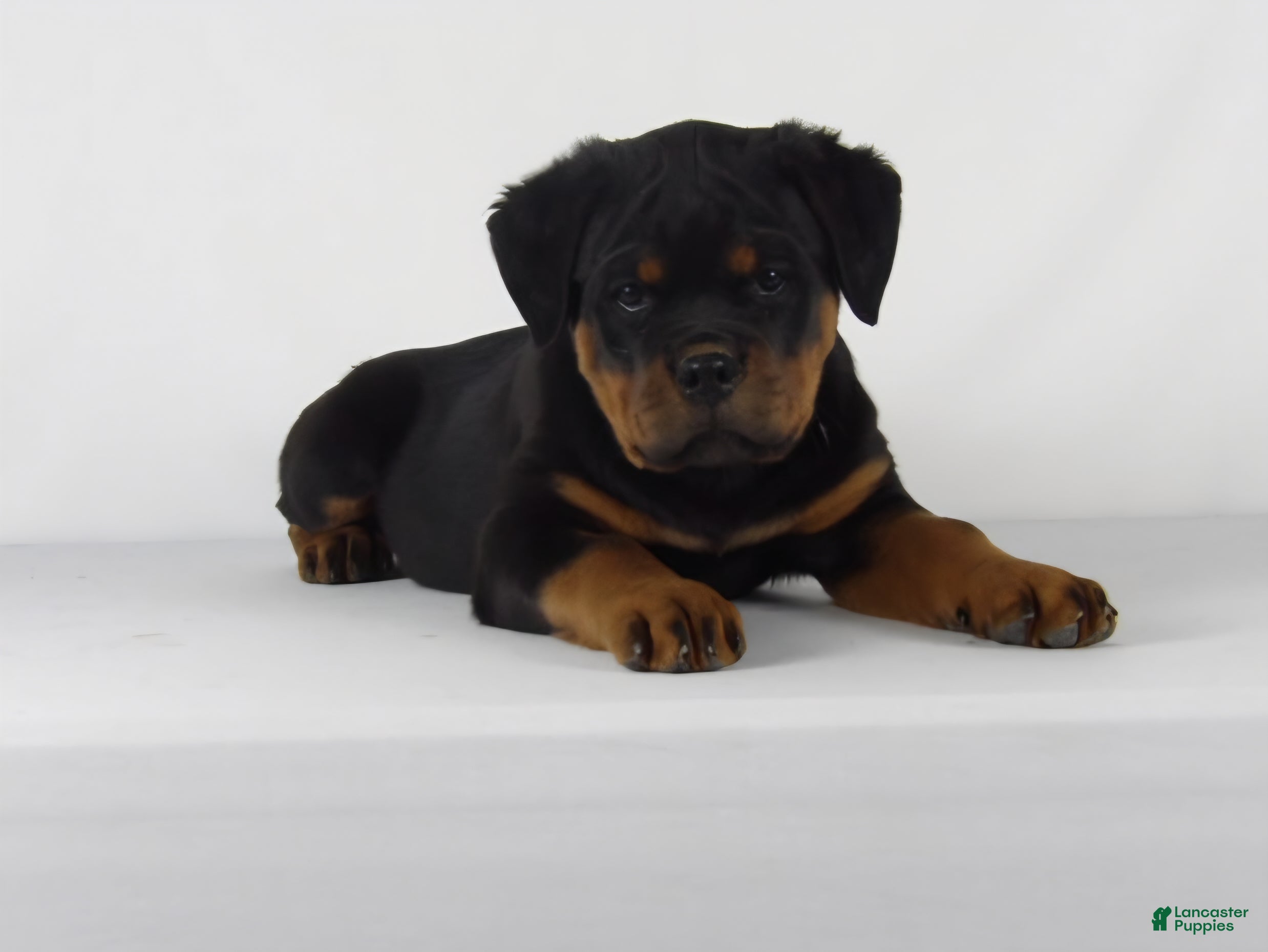 Rottweiler dogs Rottweiler Puppy 6 - Ad 1