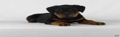 Rottweiler Puppy 6