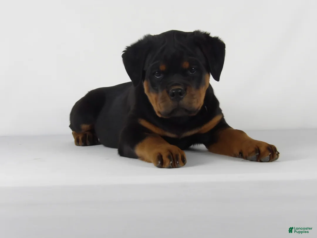 Rottweiler dogs for sale: Rottweiler Puppy 6 - Ad 1