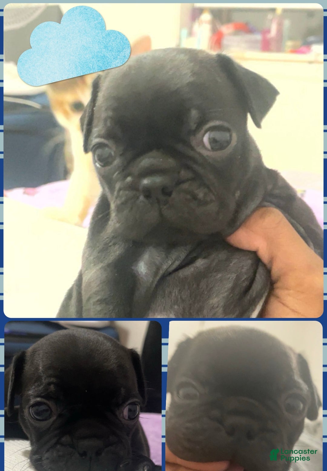 Frug dogs for sale: Male Frug Puppy 2 - Ad 1