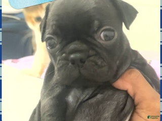 Frug dogs Male Frug Puppy 2 - Ad 8