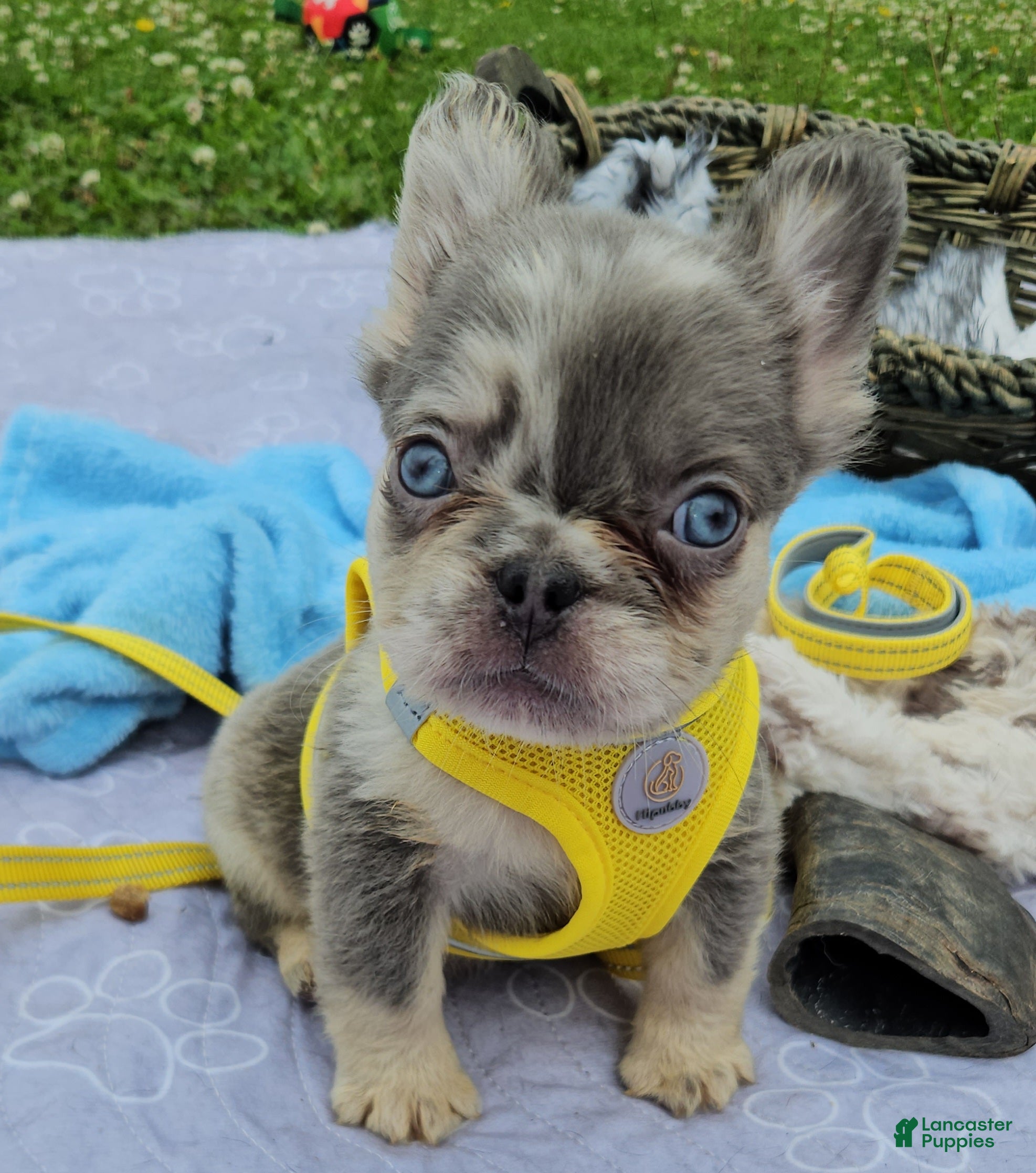 French Bulldog dogs French Bulldog Puppy 4 - Ad 1