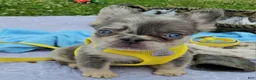 French Bulldog dogs for sale: French Bulldog Puppy 4 - Ad 2