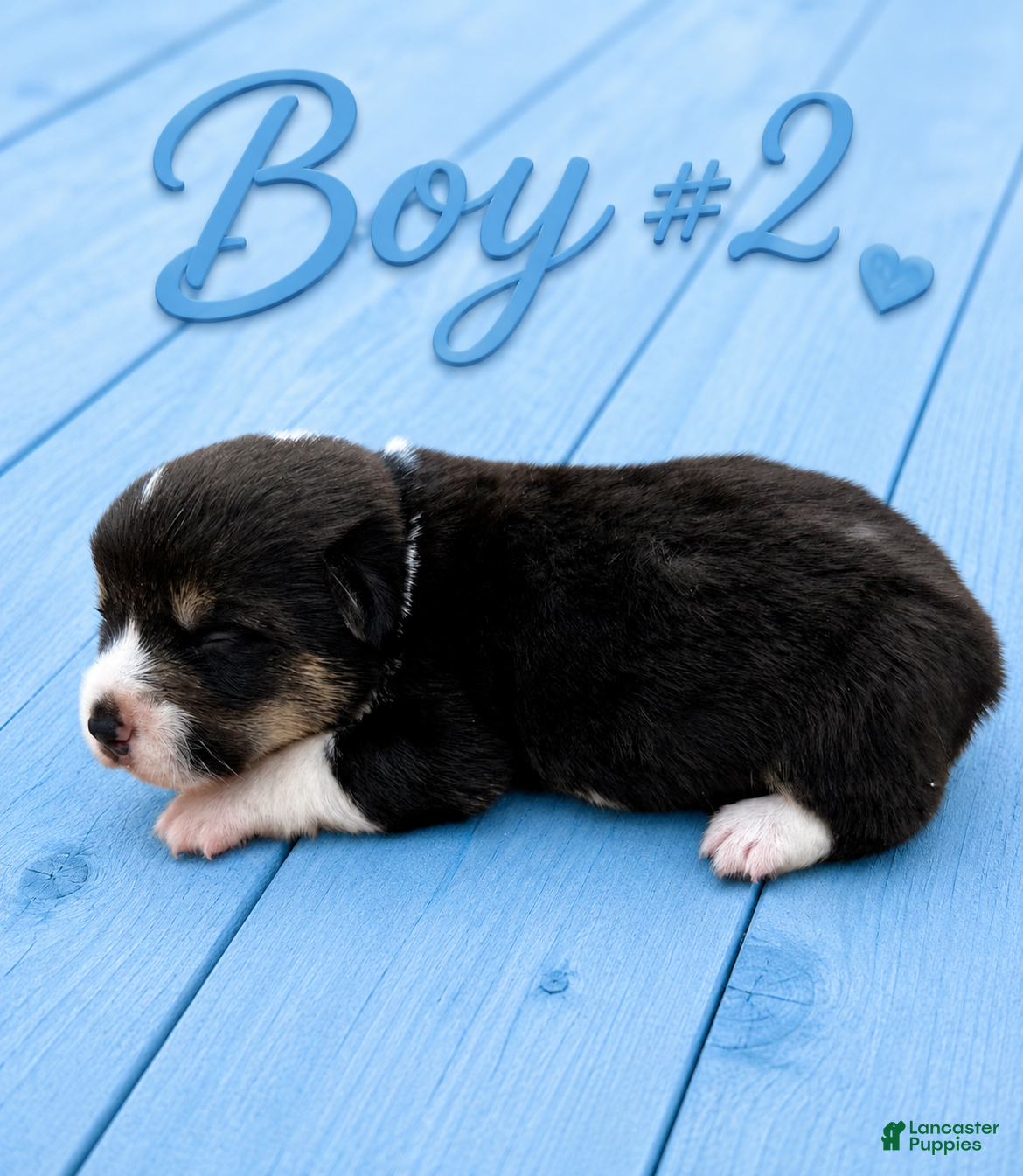 Welsh Corgi Pembroke dogs Welsh Corgi Pembroke Puppy 2 - Ad 9