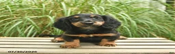 Miniature Dachshund dogs for sale: Piper  - Ad 3