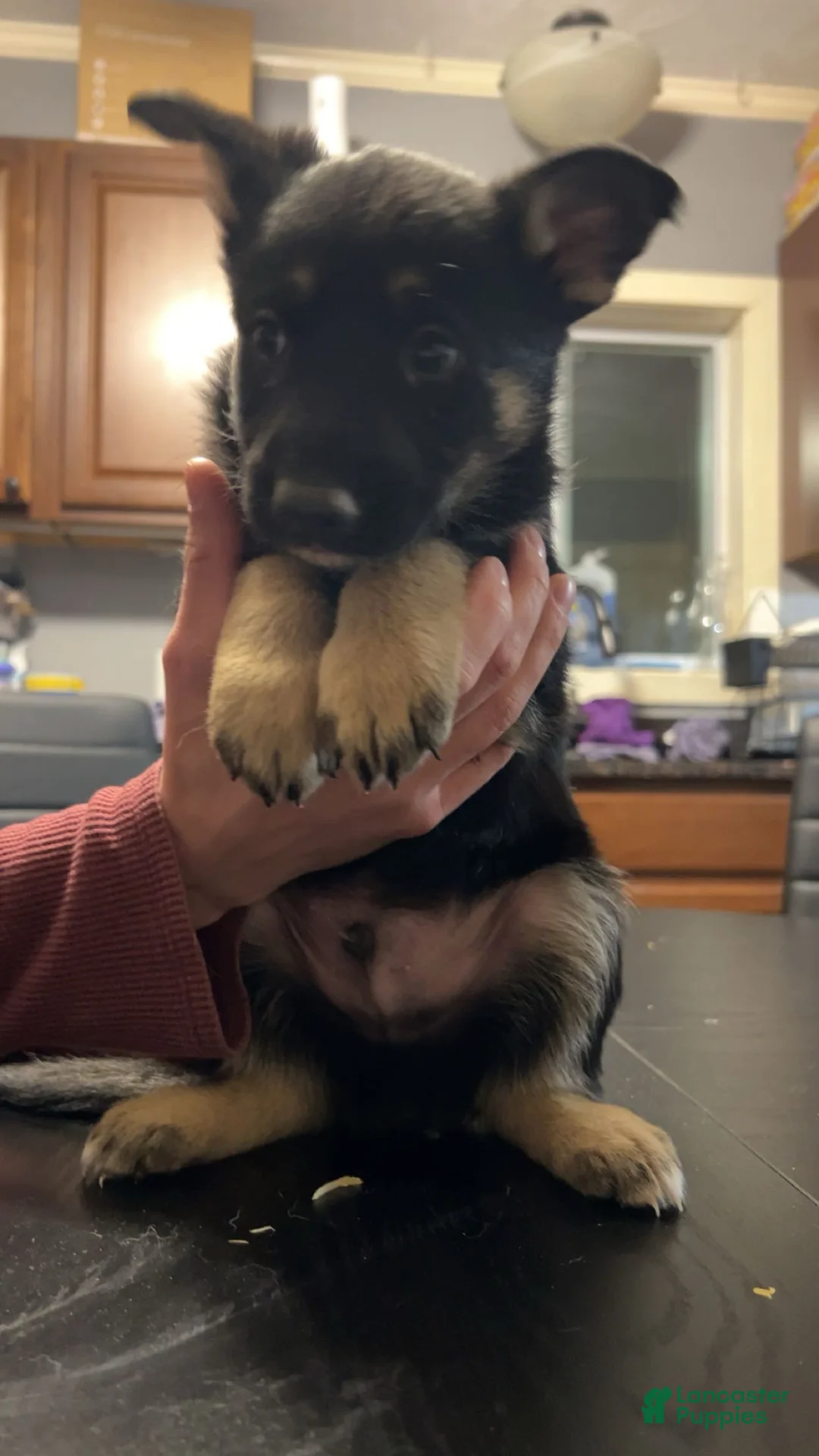 German Shepherd dogs for sale: German Shepherd Puppy 6 - Ad 1