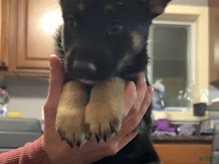 German Shepherd dogs German Shepherd Puppy 6 - Ad 6