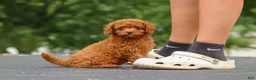 Cavapoo dogs for sale: Wallen - Ad 20