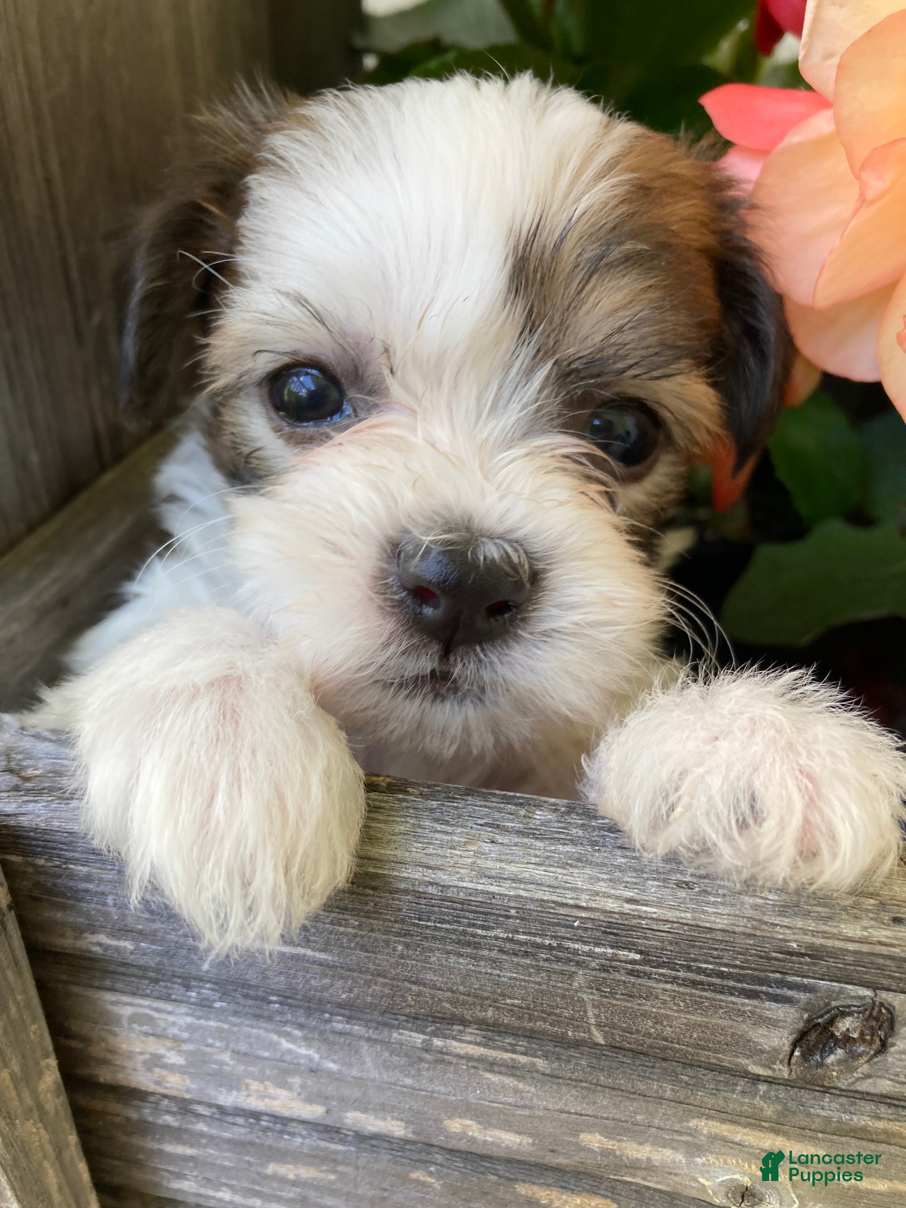 Mixed Breed dogs Theo - Ad 1