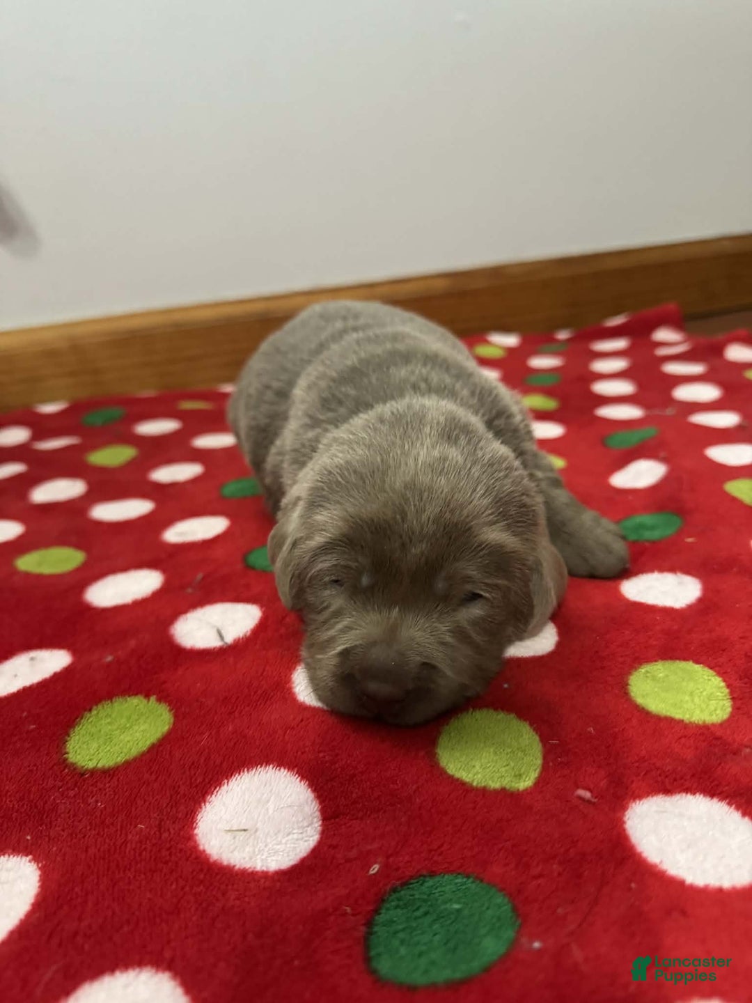 Labrador Retriever dogs for sale: Noel - Ad 11