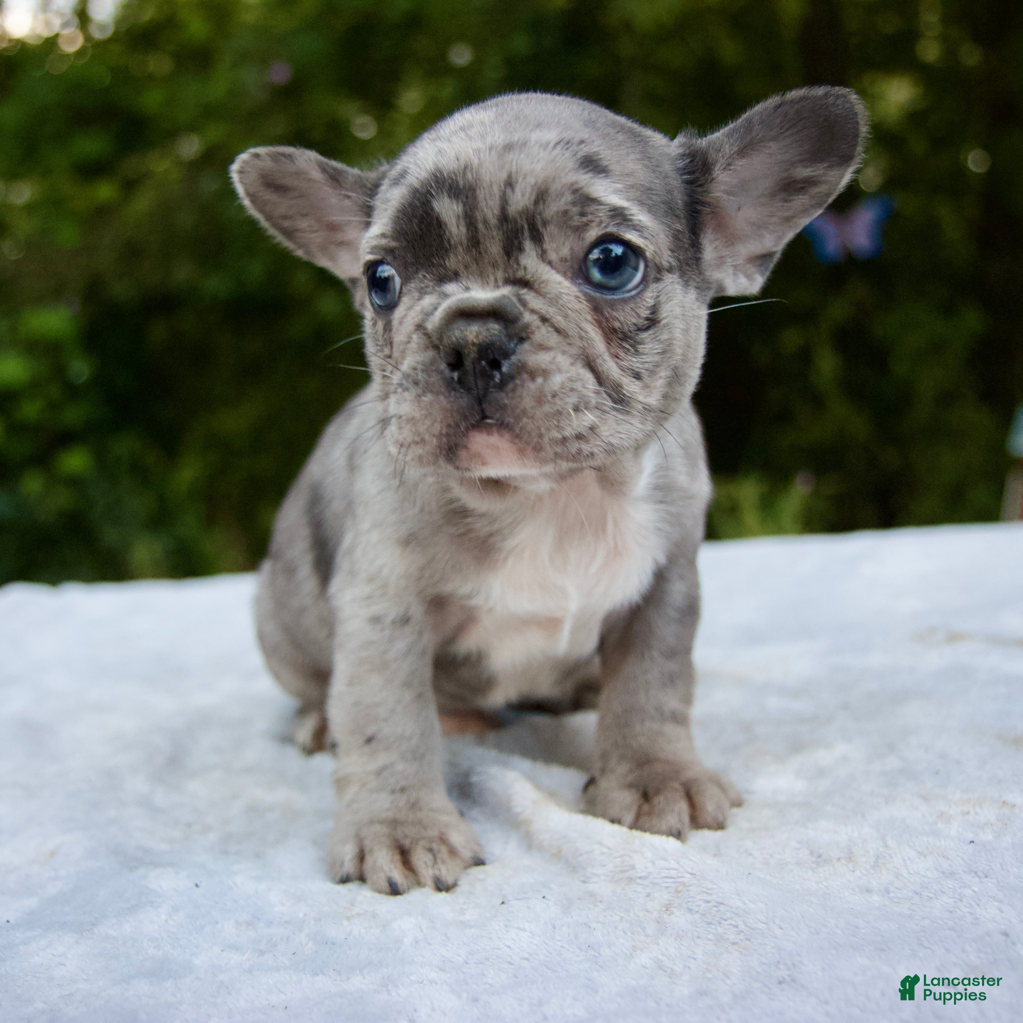 Lilac French Long Haired Blue French Bulldog Price French Bulldog