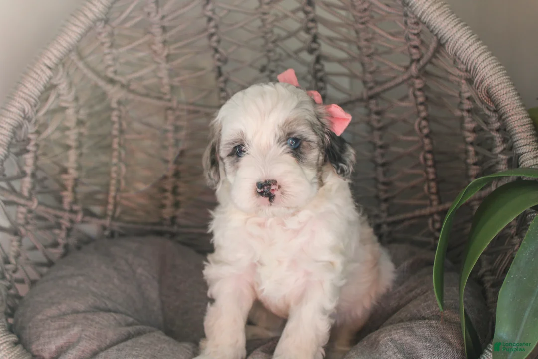 Mixed Breed dogs for sale: Colt - Ad 1