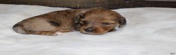 Dachshund dogs for sale: Aiden - Ad 6