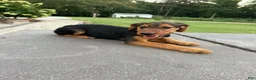 Airedale Terrier dogs for sale: AKC Dolly  - Ad 4