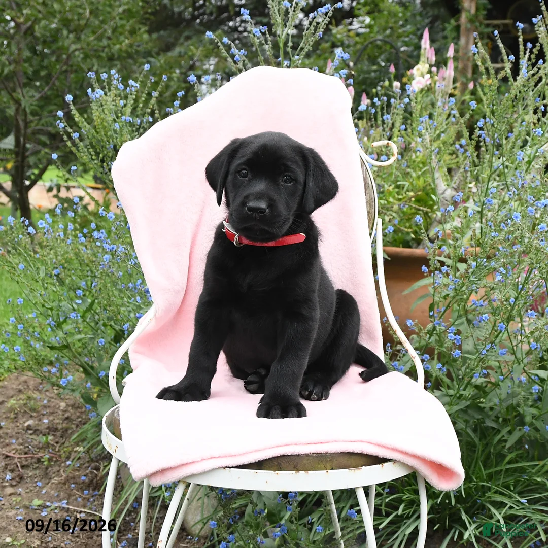 Labrador Retriever dogs for sale: Marshel - Ad 1