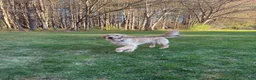 Golden Retriever dogs for sale: Golden Retriever 1 - Ad 3