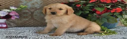 Golden Retriever dogs for sale: Gilbert - Ad 5