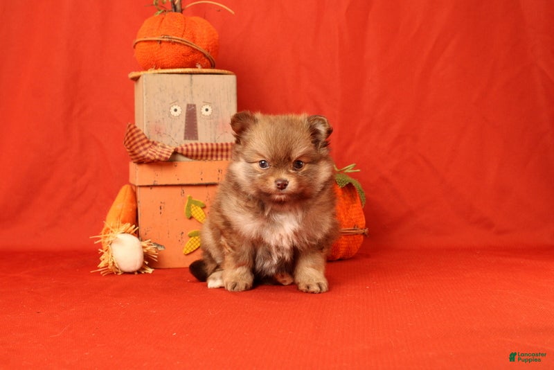 Pomeranian dogs for sale: Jane  - Ad 1