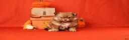 Pomeranian dogs for sale: Jane  - Ad 1
