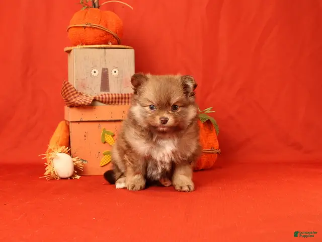 Pomeranian dogs for sale: Jane - Ad 1