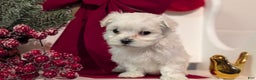Maltese dogs for sale: Koko - Ad 10